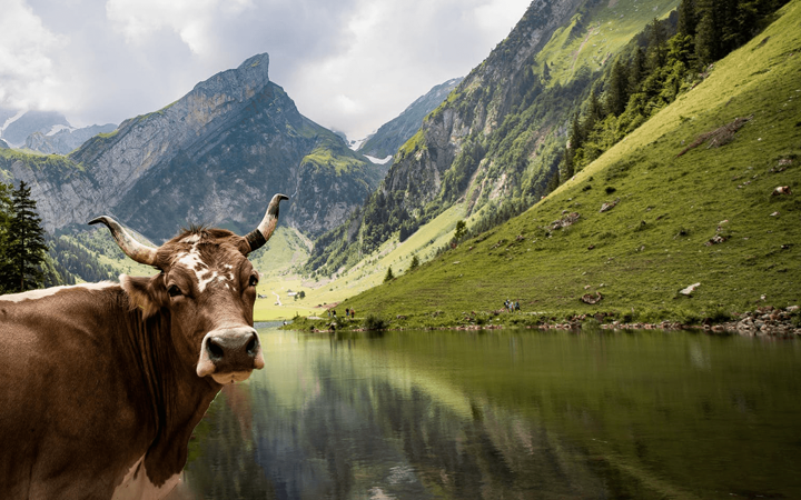Cow in Meadow