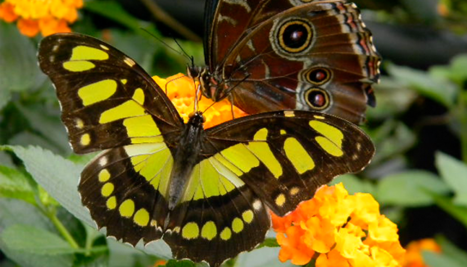 Yellow and black butterfly