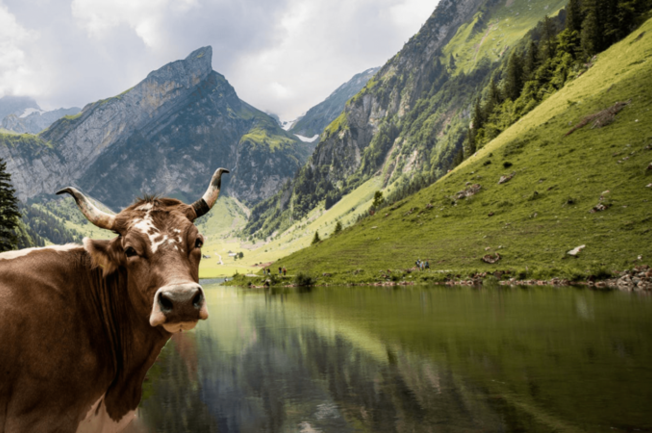 Cow in Meadow