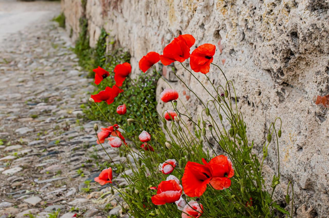 2025 photo contest winner KM_GR