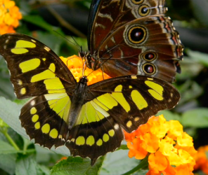 Yellow and black butterfly