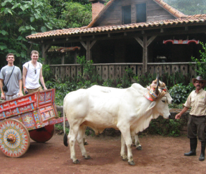 Two boys in a caretta drawn by oxen