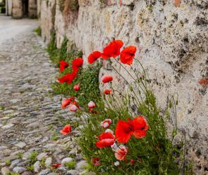 2025 photo contest winner KM_GR